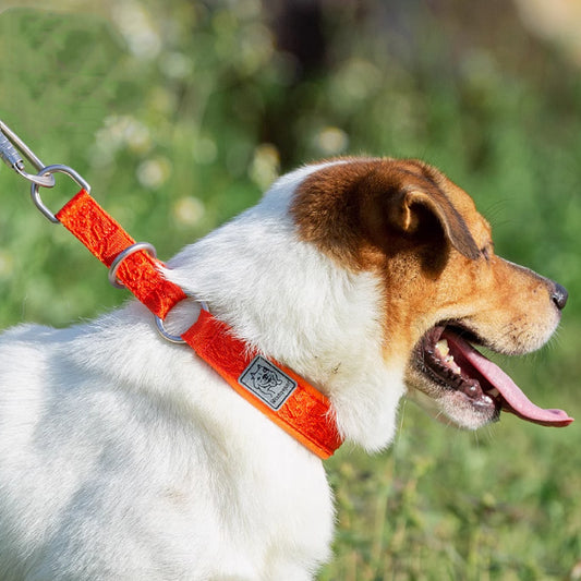 Collar para pasear Pawsessence Accesorio